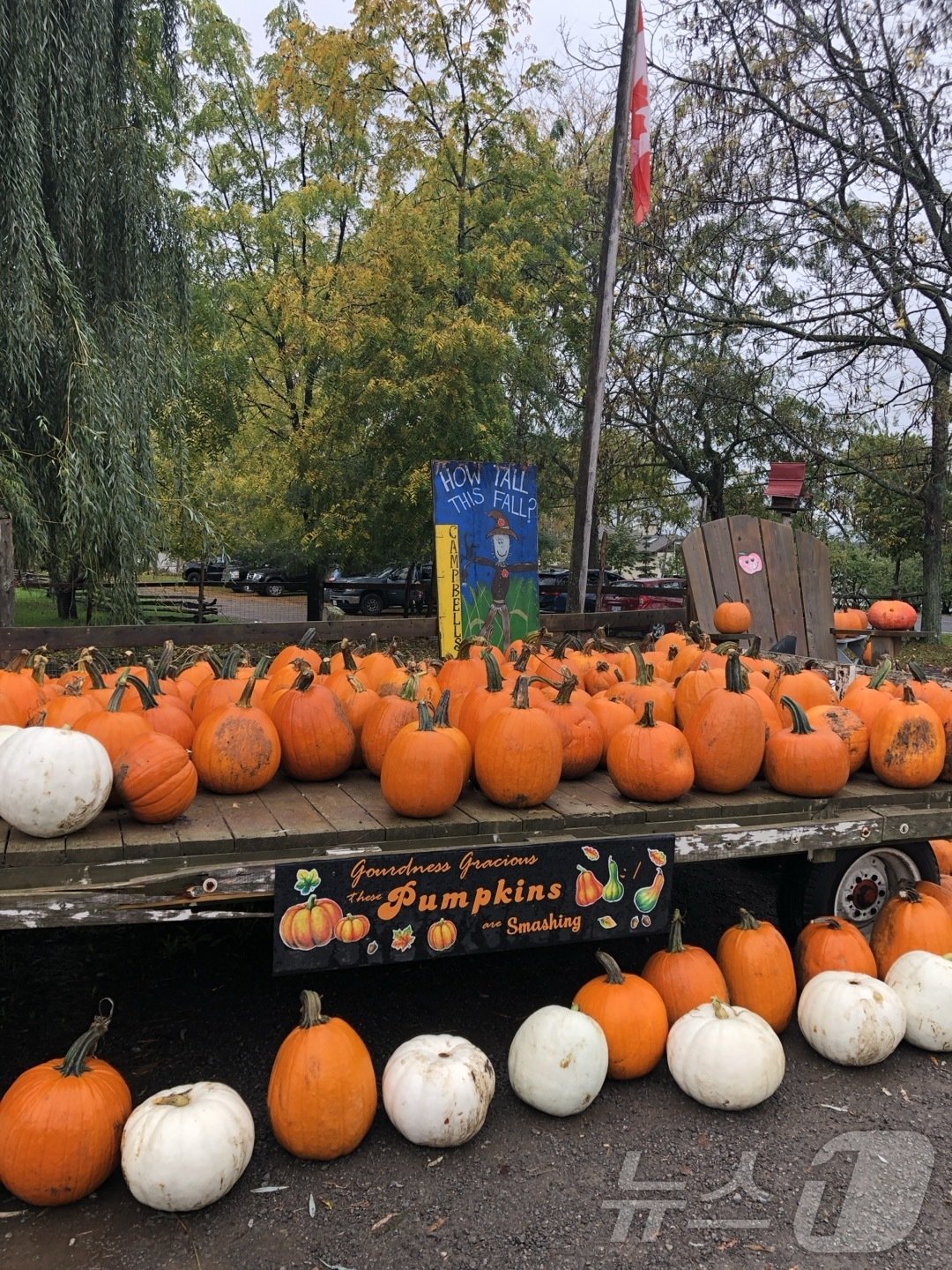 본문 이미지 - 호박존 가득히 장식돼 있는 호박들. 2024. 10. 20/ⓒ 뉴스1 김남희 통신원