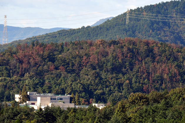 서울 구룡산 소나무재선충병 발생…"확산 차단 총력"