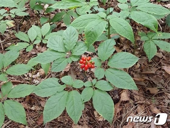 불법 산양삼 급증 불구 계도·홍보 등 솜방망이 처벌 94%