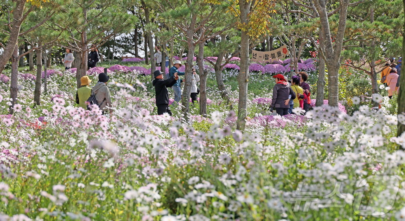 본문 이미지 - 전북자치도 임실군 옥정호의 붕어섬 생태공원에 구절초가 만개해 관광객들을 맞이하고 있다.(임실군제공)2024.10.23/뉴스1