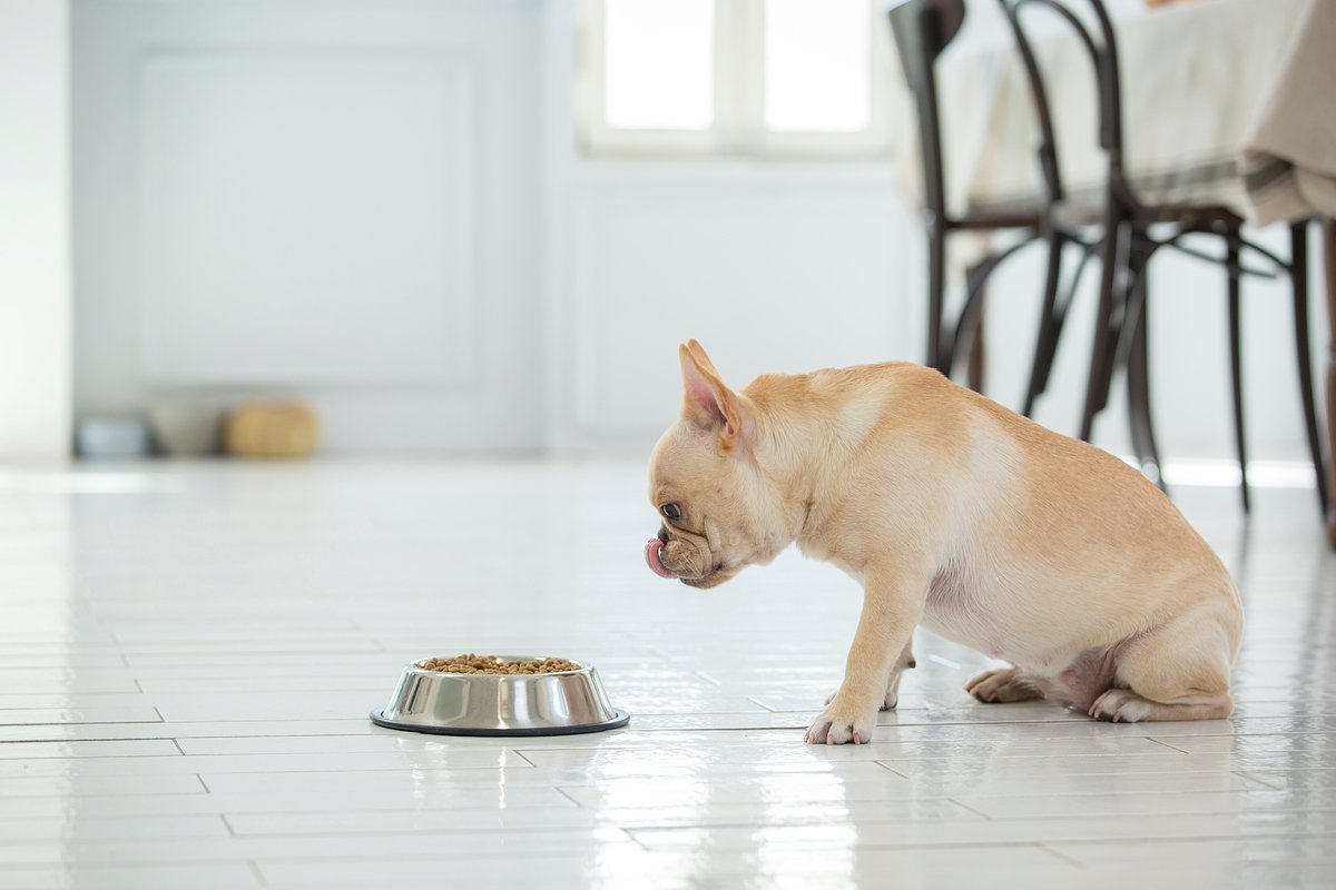 본문 이미지 - 강아지마다 사료의 특정 냄새, 모양, 크기, 질감 등의 선호도가 다르기 때문에 평소 반려견이 어떤 종류를 좋아하는지 잘 살펴보면 좋다. (사진 이미지투데이) ⓒ 뉴스1