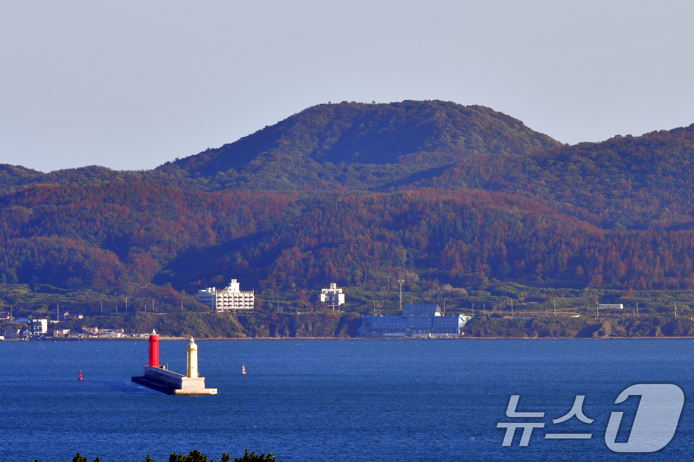 (포항=뉴스1) 최창호 기자 = 23일 오후 경북 포항시 남구 동해면 주변 산들이 재선충병에 감염된 소나무들로 붉은 색으로 변해있다.산림청은 소나무재선충병이 집단적으로 발생한 경주 …