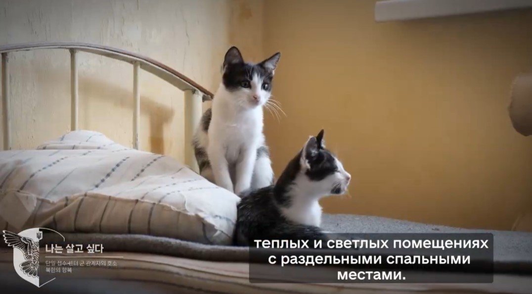 본문 이미지 - 23일(현지시간) 우크라이나 국방부 정보총국(HUR)이 북한군을 향해 투항을 촉구하면서 우크라이나 수용소를 소개하는 영상도 공개했다. 수용소 침실에 고양이 두 마리가 앉아 있다. (관련 영상 갈무리) 2024.10.23/뉴스1
