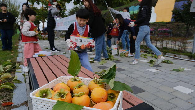 '감 고을' 영동의 특별한 가을 정취…가로수 감 따기 시작