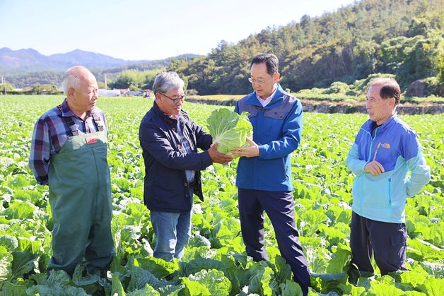 최대 주산지 해남배추 '쑥쑥'…11월 중순 본격 수확