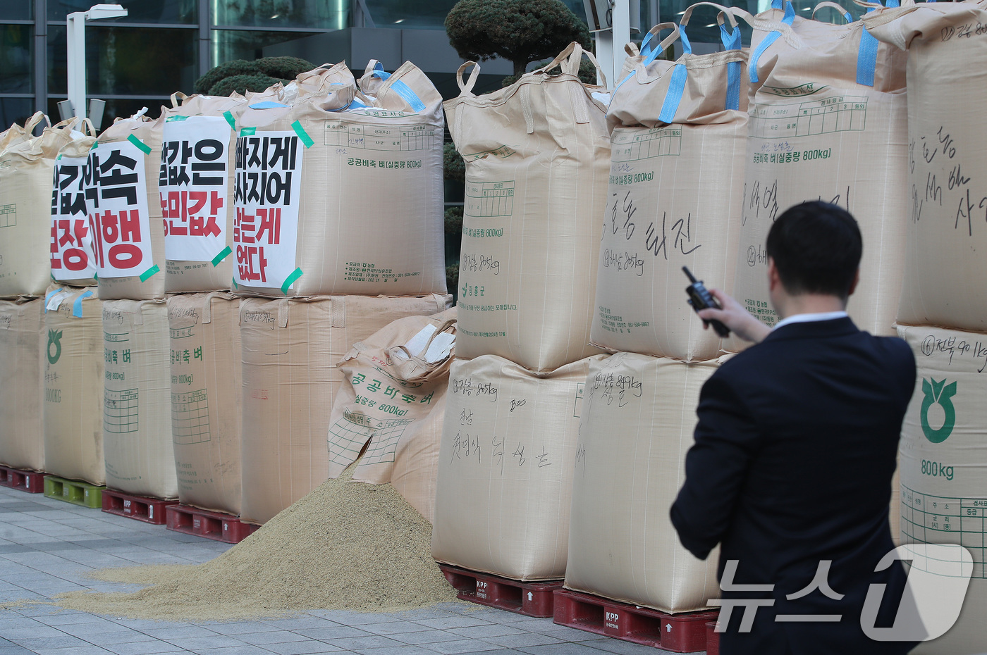 (서울=뉴스1) 임세영 기자 = 24일 오후 서울 중구 충정로 농협중앙회 본점 앞에 전국농민회총연맹이 쌀값 보장을 촉구하며 놓은 나락이 쌓여 있다. 2024.10.24/뉴스1