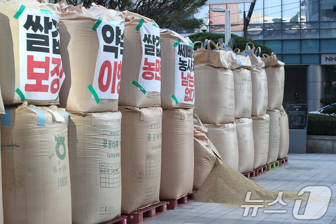 (서울=뉴스1) 임세영 기자 = 24일 오후 서울 중구 충정로 농협중앙회 본점 앞에 전국농민회총연맹이 쌀값 보장을 촉구하며 놓은 나락이 쌓여 있다. 2024.10.24/뉴스1