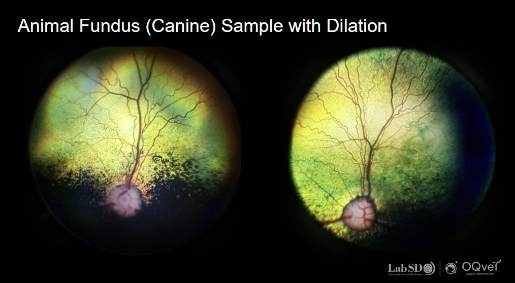 본문 이미지 - 오큐벳을 통해 촬영한 개(강아지)의 안저 사진(랩에스디 제공) ⓒ 뉴스1
