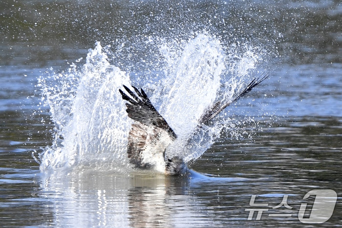 본문 이미지 - 24일 멸종위기 2급인 물수리 한마리가 경북 포항시 남구 연일읍 형산강에서 물고기를 잡기 위해 물보라를 일으키고 있다. 2024.10.24/누스1 ⓒ News1 최창호 기자