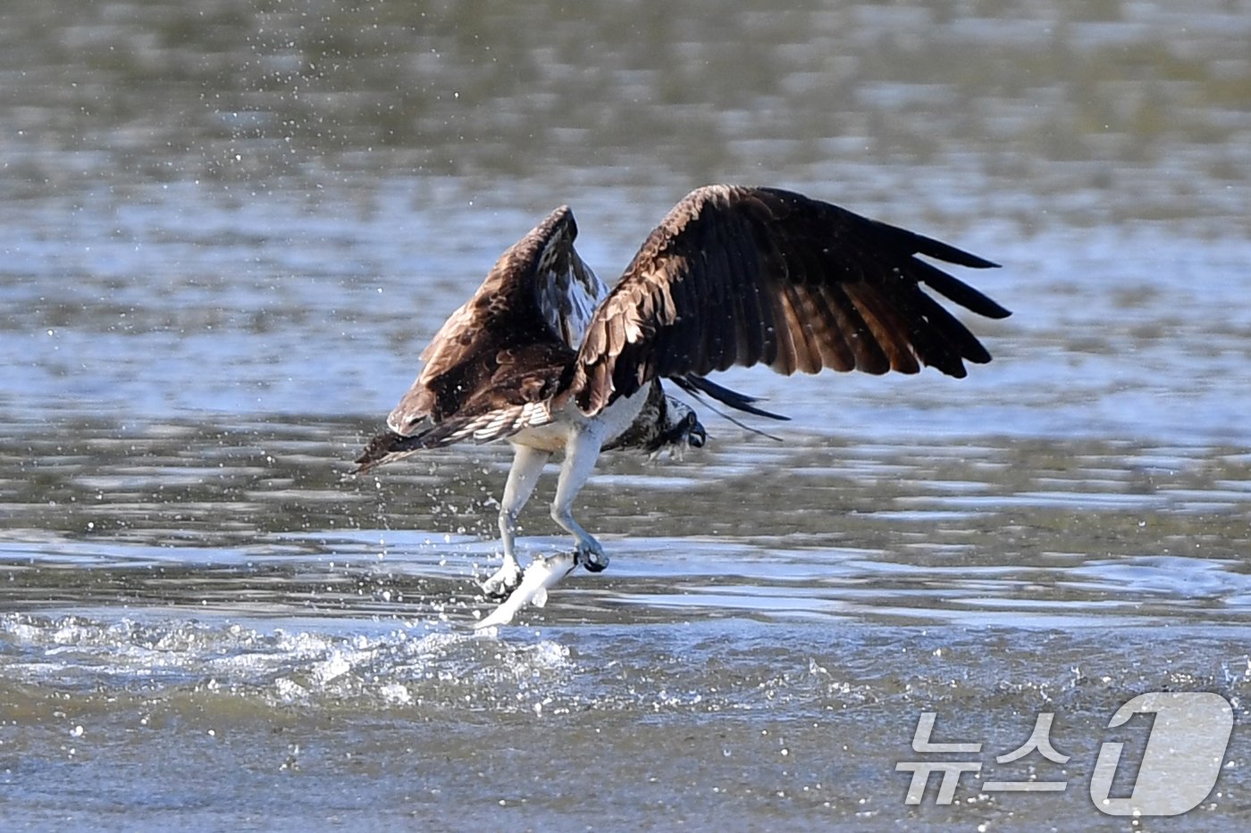 본문 이미지 - 24일 멸종위기 2급인 물수리 한마리가 경북 포항시 남구 연일읍 형산강에서 물고기를 잡은 후 날아오르고 있다. 2024.10.24/누스1 ⓒ News1 최창호 기자