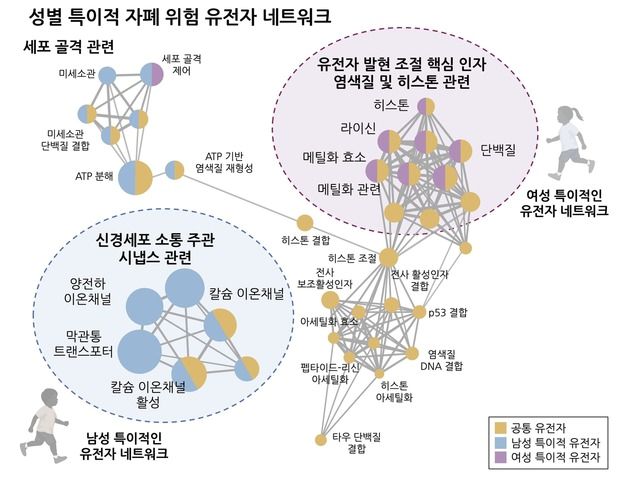 한·미 연구진, 성별 특이적인 자폐 연관 유전자 발굴