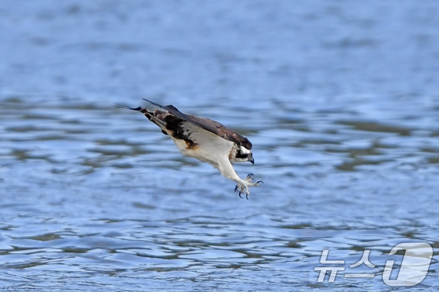 본문 이미지 - 25일 경북 포항시 남구 연일읍 형산강에서 멸종위기 2급 물수리가 물고기 사냥을 하고 있다. 2024.10.25/뉴스1 ⓒ News1 최창호 기자