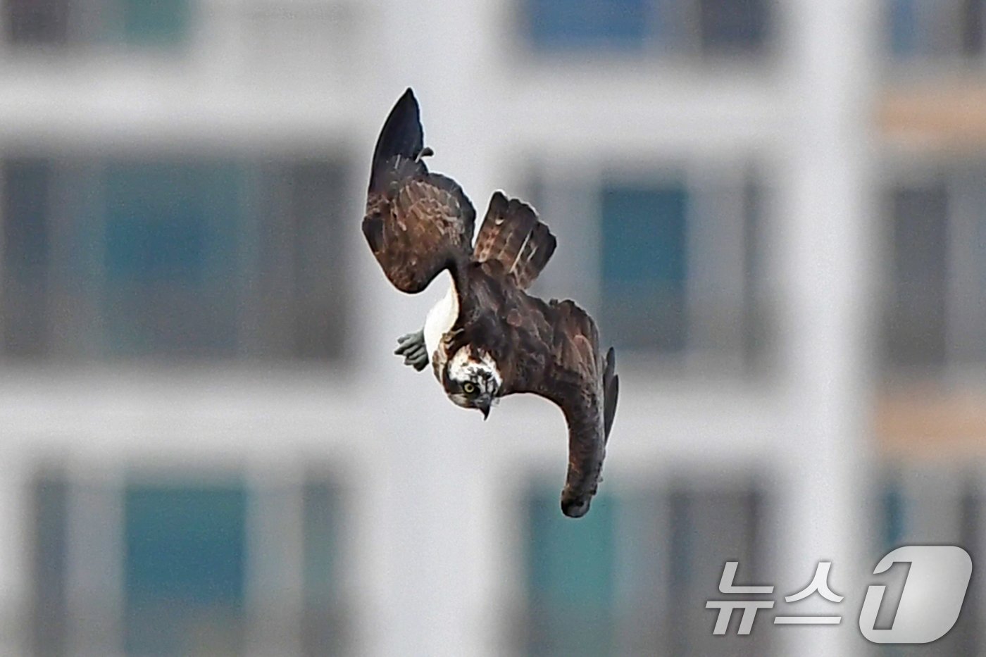 본문 이미지 - 25일 경북 포항시 남구 연일읍 형산강에서 멸종위기 2급 물수리가 물고기 사냥을 준비하고 있다. 2024.10.25/뉴스1 ⓒ News1 최창호 기자