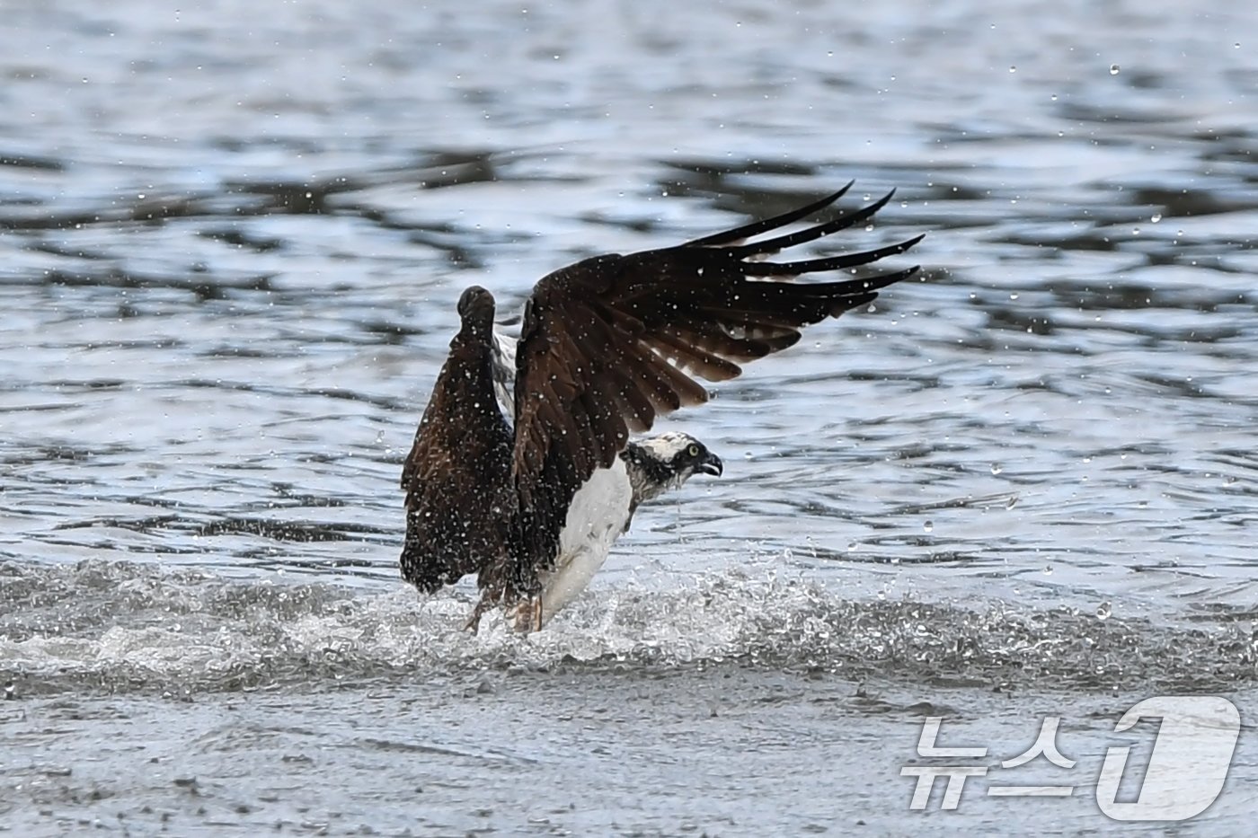 본문 이미지 - 25일 경북 포항시 남구 연일읍 형산강에서 멸종위기 2급 물수리가 물고기 사냥을 하고 있다. 2024.10.25/뉴스1 ⓒ News1 최창호 기자