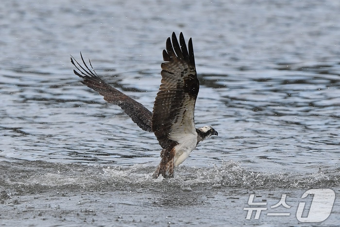 본문 이미지 - 25일 경북 포항시 남구 연일읍 형산강에서 멸종위기 2급 물수리가 물고기 사냥을 하고 있다. 2024.10.25/뉴스1 ⓒ News1 최창호 기자