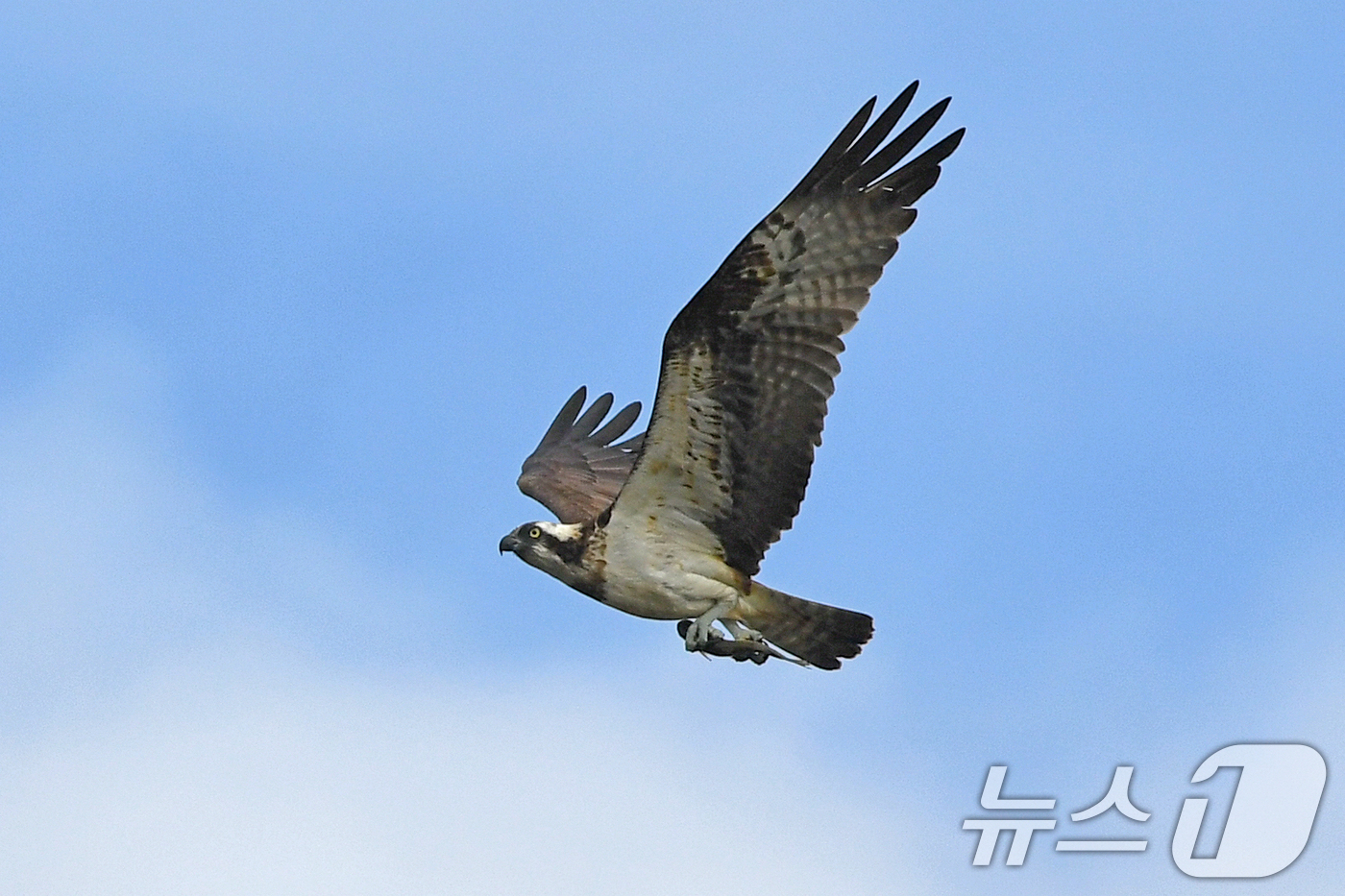 (포항=뉴스1) 최창호 기자 = 25일 경북 포항시 남구 연일읍 형산강에서 물고기 사냥에 성공한 멸종위기 2급 물수리가 힘찬 날개짓으로 날아가고 있다. 2024.10.25/뉴스1