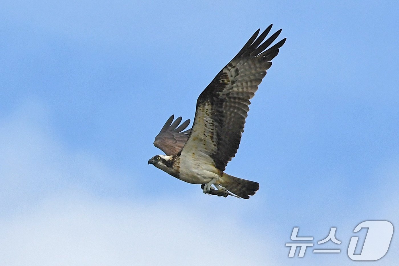 25일 경북 포항시 남구 연일읍 형산강에서 물고기 사냥에 성공한 멸종위기 2급 물수리가 힘찬 날개짓으로 날아가고 있다. 2024.10.25/뉴스1 ⓒ News1 최창호 기자