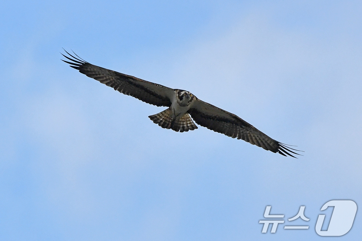 (포항=뉴스1) 최창호 기자 = 25일 경북 포항시 남구 연일읍 형산강에서 멸종위기 2급 물수리가 물고기 사냥을 하고 있다. 2024.10.25/뉴스1