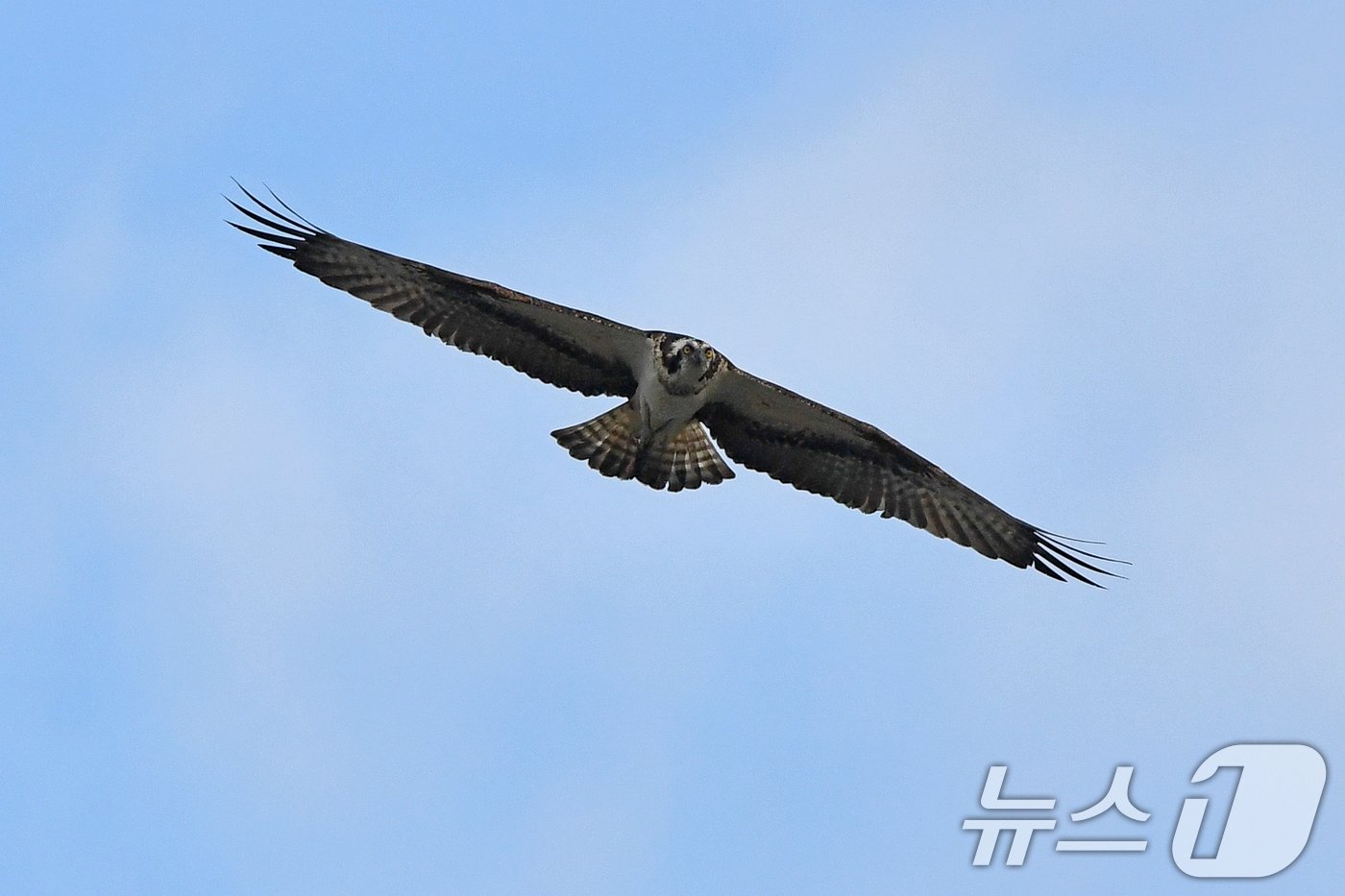 25일 경북 포항시 남구 연일읍 형산강 상공에서 멸종위기 2급 물수리가 물고기의 움직임을 살펴보고 있다. 2024.10.25/뉴스1 ⓒ News1 최창호 기자