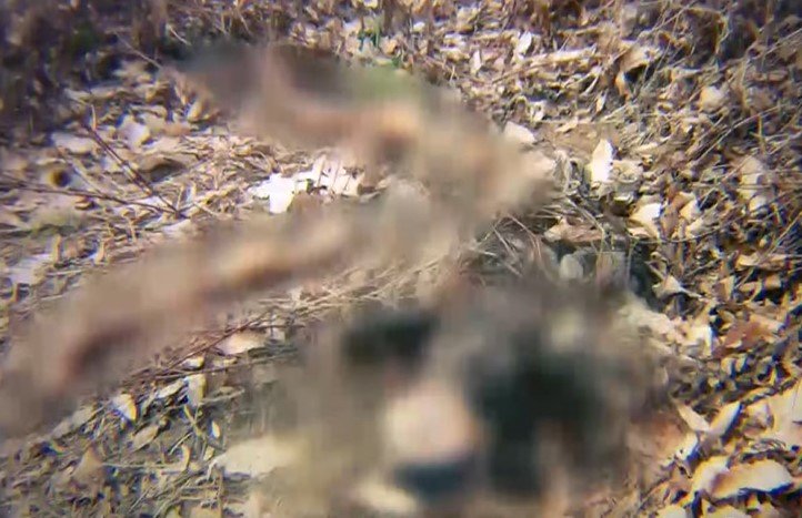 본문 이미지 - 동네 야산에서 실종 47일 만에 발견되 노 씨의 시신. (SBS '그것이 알고 싶다')