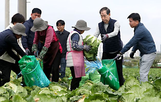 배추 수확 현장 찾은 한 총리 "김장 차질 없도록 할 것"