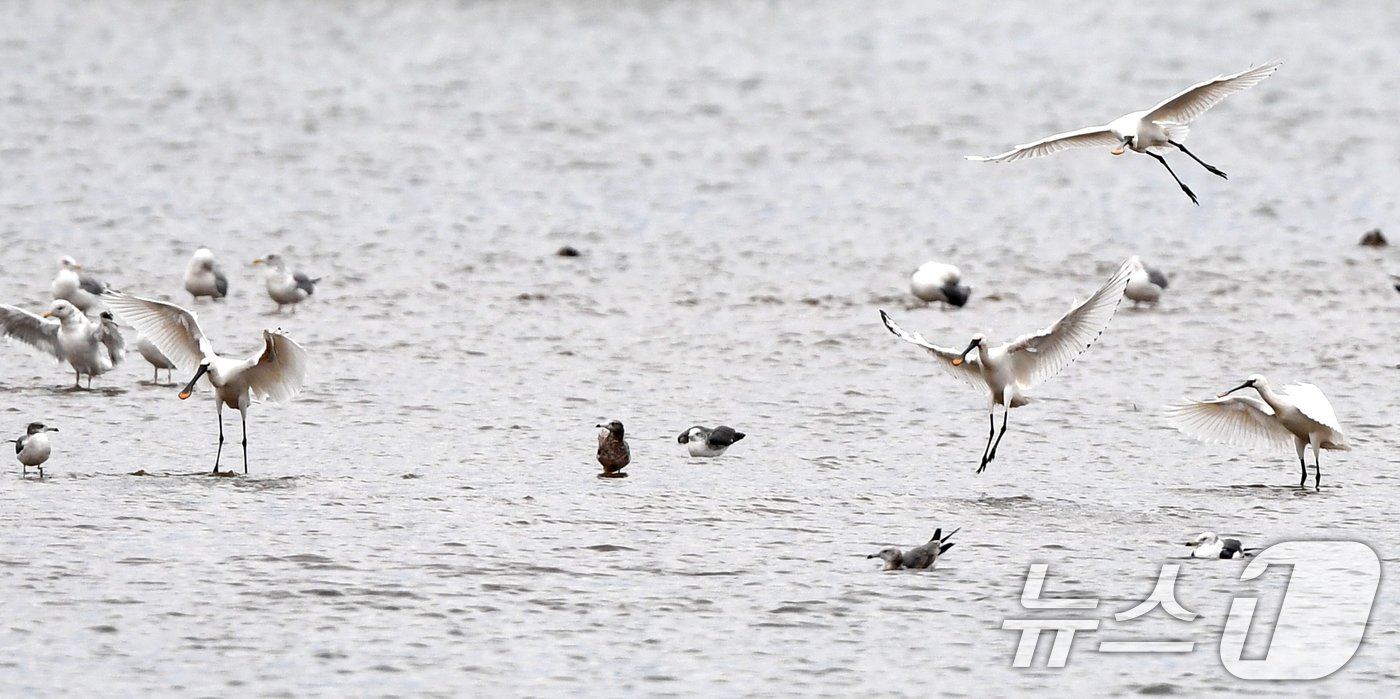 본문 이미지 - 27일 포항시 남구 연일읍 유강리 형산강에서 노랑부리저어새들이 큰 날개짓을 하며 내려앉고 있다. 2024.10.27/뉴스1 ⓒ News1 최창호 기자