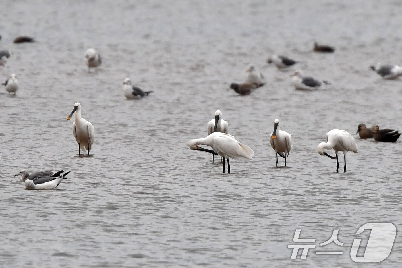 본문 이미지 - 27일 포항시 남구 연일읍 유강리 형산강에서 노랑부리저어새 5마리가 깃털을 고르고 있다. 2024.10.27/뉴스1 ⓒ News1 최창호 기자