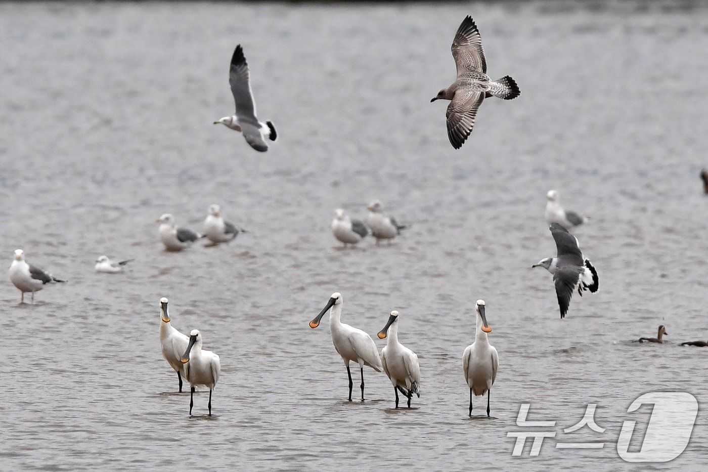 본문 이미지 - 27일 포항시 남구 연일읍 유강리 형산강에서 노랑부리저어새 5마리가 발견됐다. 2024.10.27/뉴스1 ⓒ News1 최창호 기자