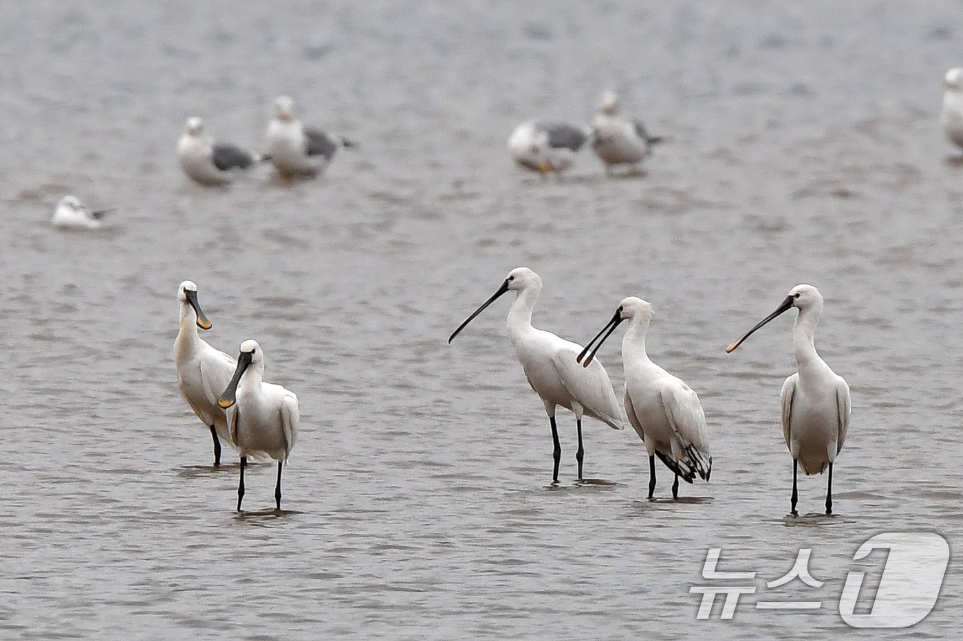 본문 이미지 - 27일 오후 천연기념물 205호인 노랑부리저어새들이 경북 포항시 남구 연일읍 유강리 형산강에서 먹잇감을 찾고 있다. 2024.10.27/뉴스1 ⓒ News1 최창호 기자