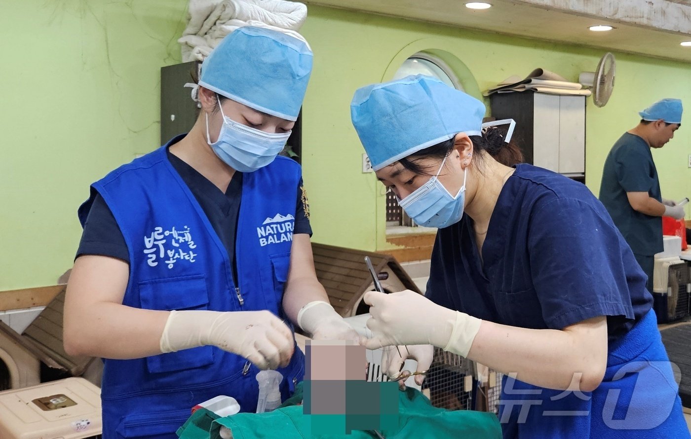본문 이미지 - SKY동물메디컬센터 수의사들이 27일 경기 용인시 레인보우쉼터에서 중성화수술 봉사를 하고 있다. ⓒ 뉴스1