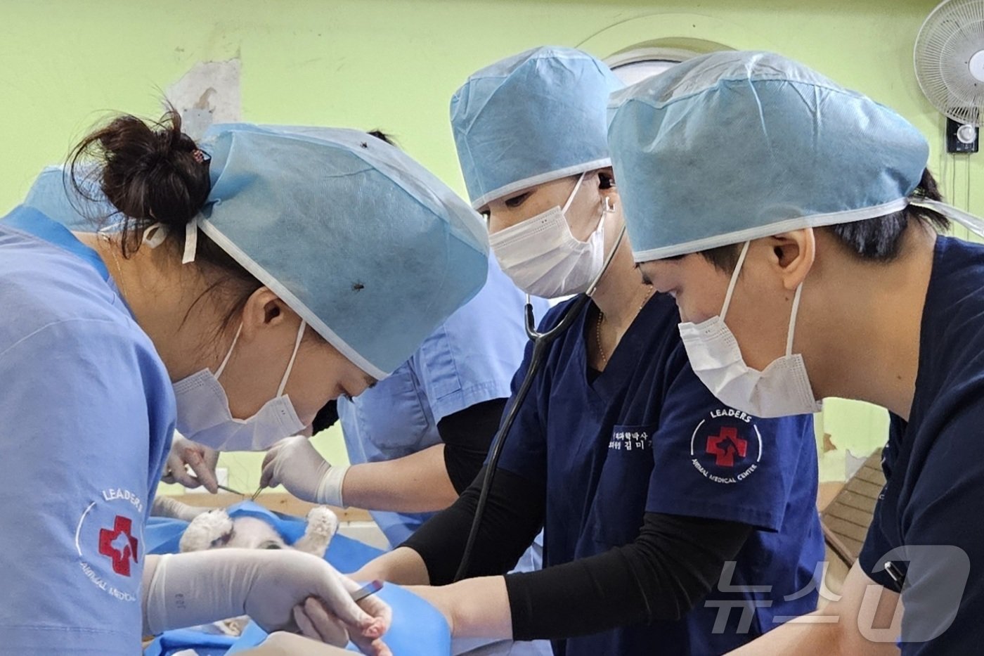 본문 이미지 - 블루엔젤봉사단과 경기도수의사회는 27일 경기 용인시 소재 레인보우쉼터에서 봉사활동을 진행했다. ⓒ 뉴스1