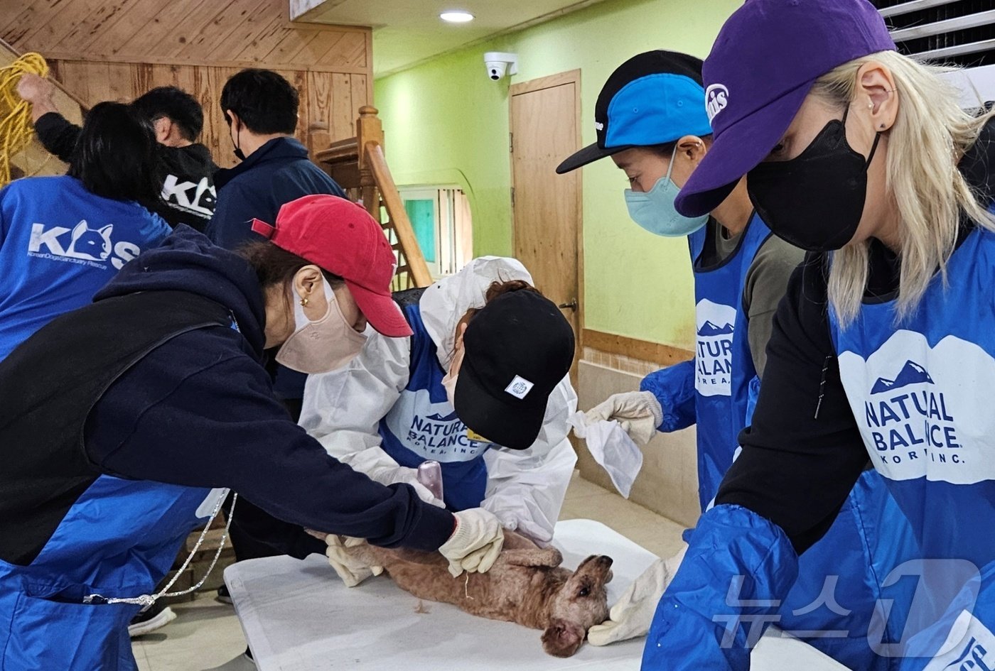 본문 이미지 - 블루엔젤봉사단과 경기도수의사회는 27일 경기 용인시 소재 레인보우쉼터에서 봉사활동을 진행했다. ⓒ 뉴스1