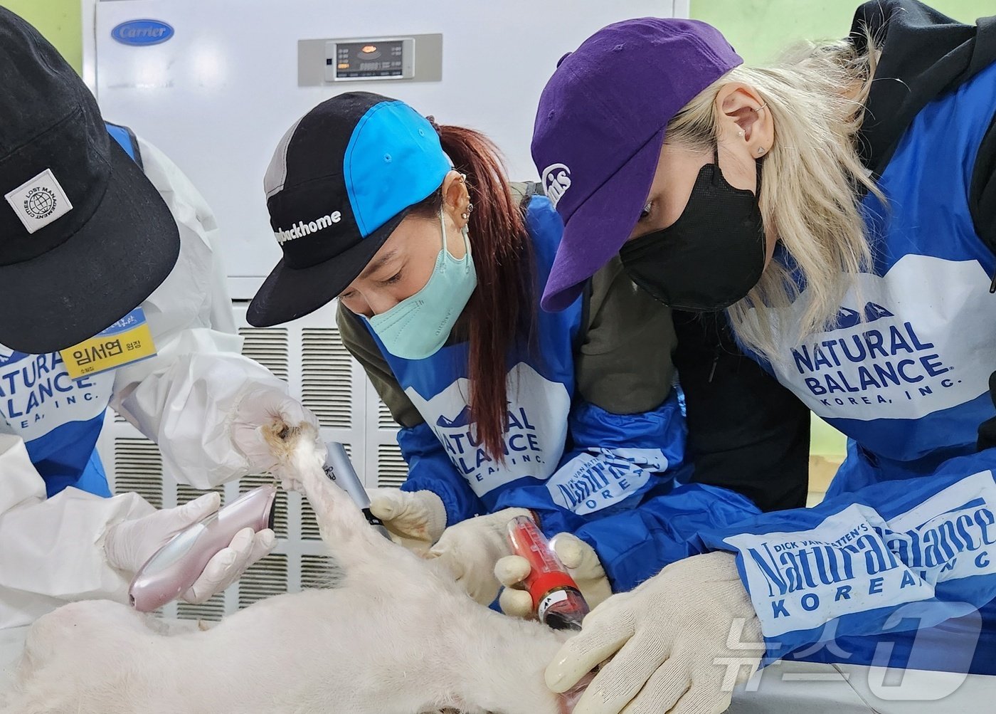 본문 이미지 - 가수 황보, 킴미가 수술 전 강아지의 미용을 돕고 있다. ⓒ 뉴스1 한송아 기자