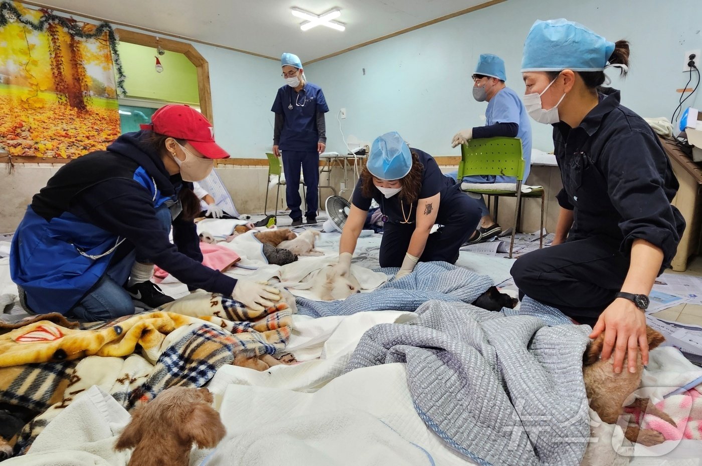 블루엔젤봉사단과 경기도수의사회가 27일 중성화 수술과 스케일링을 마친 강아지들의 체온 조절 및 회복을 돕고 있다. ⓒ 뉴스1