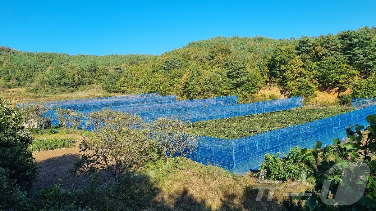 본문 이미지 - 동해안 최북단 강원 고성에서 키위를 재배하는 홍연수씨 농가 전경.(강원 고성군 제공) 2024.10.28/뉴스1