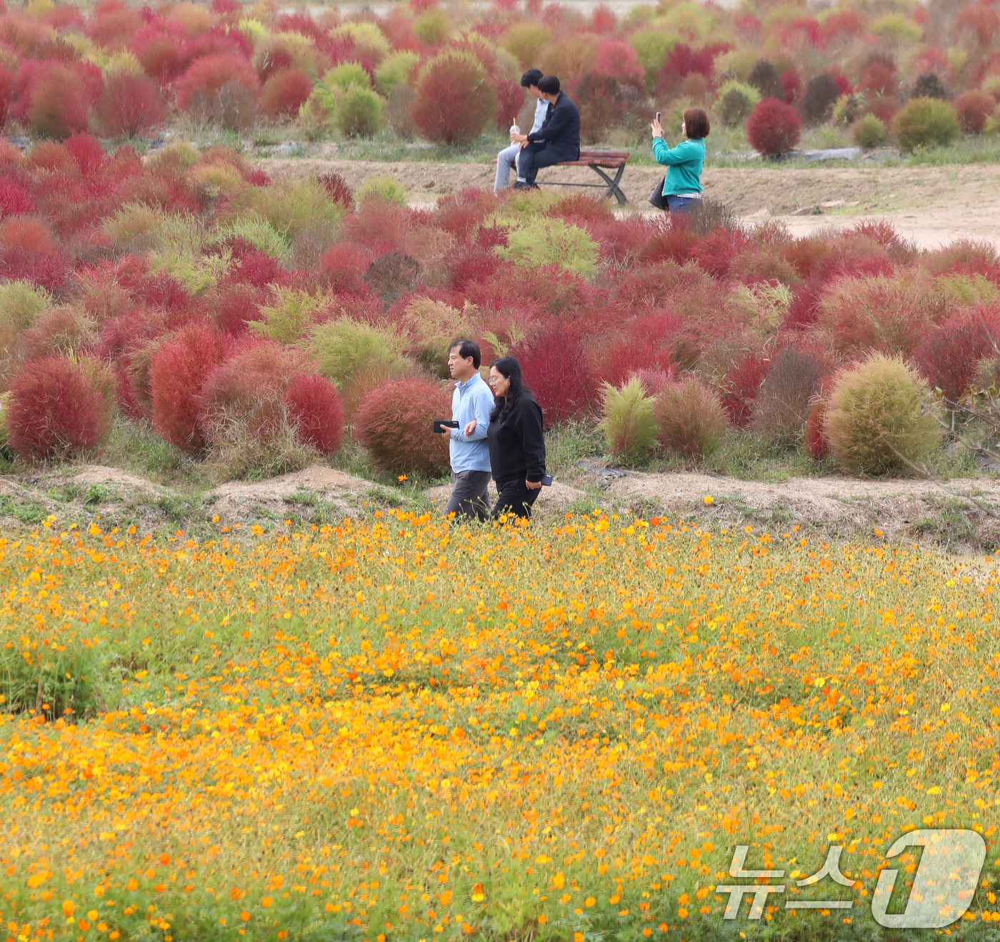 (양산=뉴스1) 윤일지 기자 = 28일 경남 양산 황산공원을 찾은 시민들이 붉게 물들어가는 댑싸리를 감상하며 가을 분위기를 즐기고 있다. 2024.10.28/뉴스1