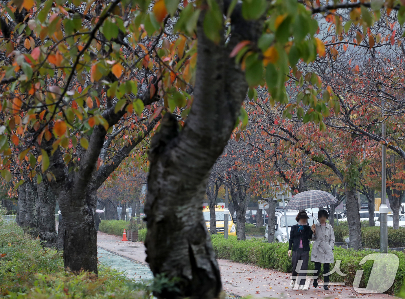 (부산=뉴스1) 윤일지 기자 = 가을비가 내리는 28일 오후 부산 금정구 스포원파크 금정체육공원에서 우산을 쓴 시민들이 이동하고 있다. 2024.10.28/뉴스1