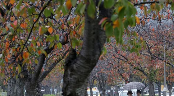 추적추적 내리는 가을비