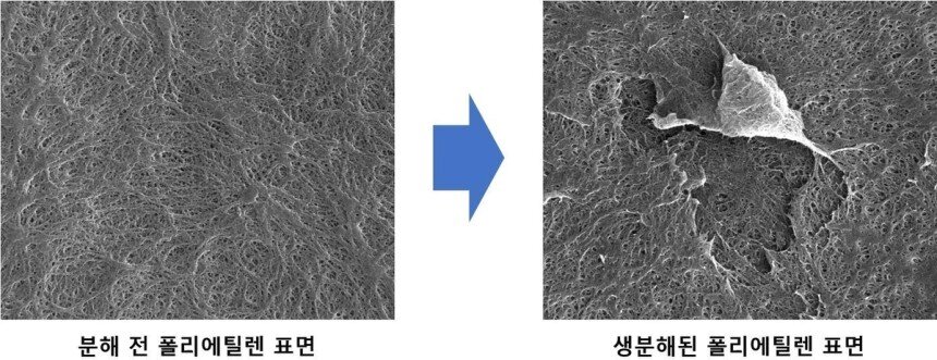 본문 이미지 - 폴리에틸렌 분해 전 표면과 분해 후 표면 비교(한국과학기술연구원 제공)
