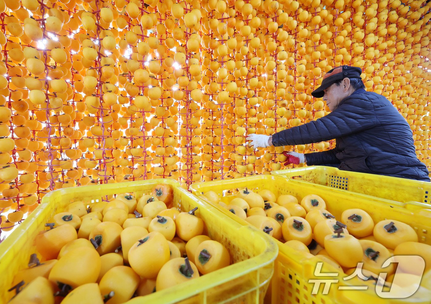본문 이미지 - 29일 경남 함양군 서하면 봉전리 오현마을의 덕유농원 곶감 건조대에서 박규섭씨가 고종시 곶감을 손질하고 있다. 곶감 제조는 날씨가 서늘해지는 10월 중순부터 본격적으로 시작된다. 함양에서는 매년 12월 ‘지리산 함양 곶감’ 초매식이 열린다. &#40;함양군 김용만 제공&#41; 2024.10.29/뉴스1