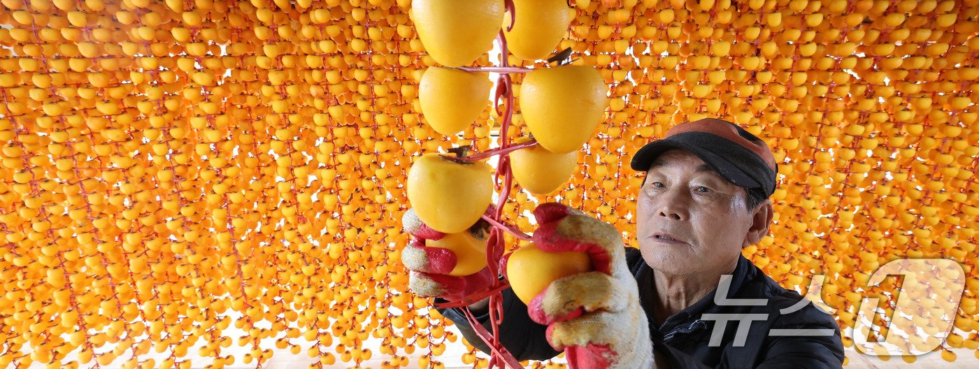 본문 이미지 - 29일 경남 함양군 서하면 봉전리 오현마을의 덕유농원 곶감 건조대에서 박규섭씨가 고종시 곶감을 손질하고 있다. 곶감 제조는 날씨가 서늘해지는 10월 중순부터 본격적으로 시작된다. 함양에서는 매년 12월 ‘지리산 함양 곶감’ 초매식이 열린다. &#40;함양군 김용만 제공&#41; 2024.10.29/뉴스1