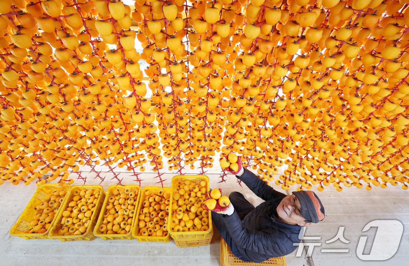 본문 이미지 - 29일 경남 함양군 서하면 봉전리 오현마을의 덕유농원 곶감 건조대에서 박규섭씨가 고종시 곶감을 손질하고 있다. 곶감 제조는 날씨가 서늘해지는 10월 중순부터 본격적으로 시작된다. 함양에서는 매년 12월 ‘지리산 함양 곶감’ 초매식이 열린다. &#40;함양군 김용만 제공&#41; 2024.10.29/뉴스1