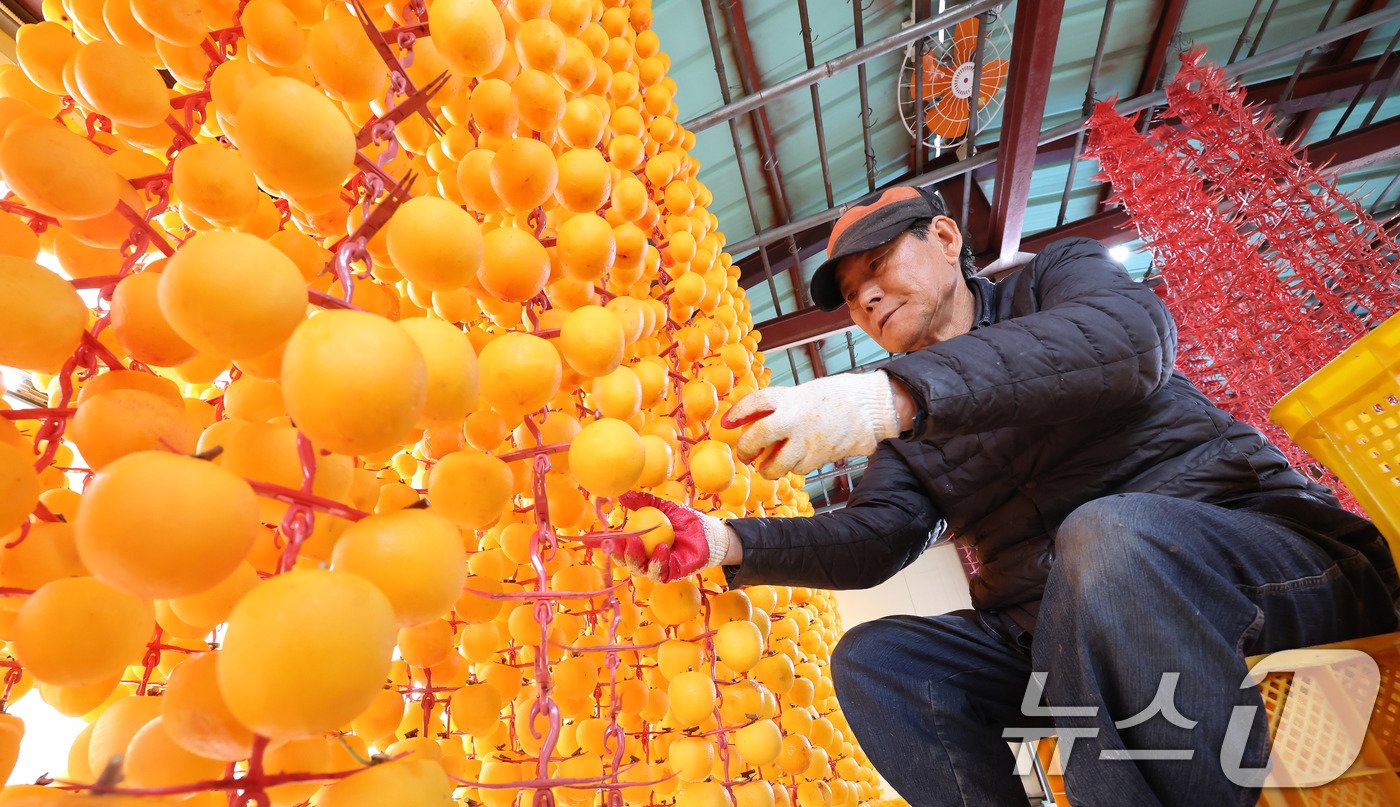 본문 이미지 - 29일 경남 함양군 서하면 봉전리 오현마을의 덕유농원 곶감 건조대에서 박규섭씨가 고종시 곶감을 손질하고 있다. 곶감 제조는 날씨가 서늘해지는 10월 중순부터 본격적으로 시작된다. 함양에서는 매년 12월 ‘지리산 함양 곶감’ 초매식이 열린다. &#40;함양군 김용만 제공&#41; 2024.10.29/뉴스1