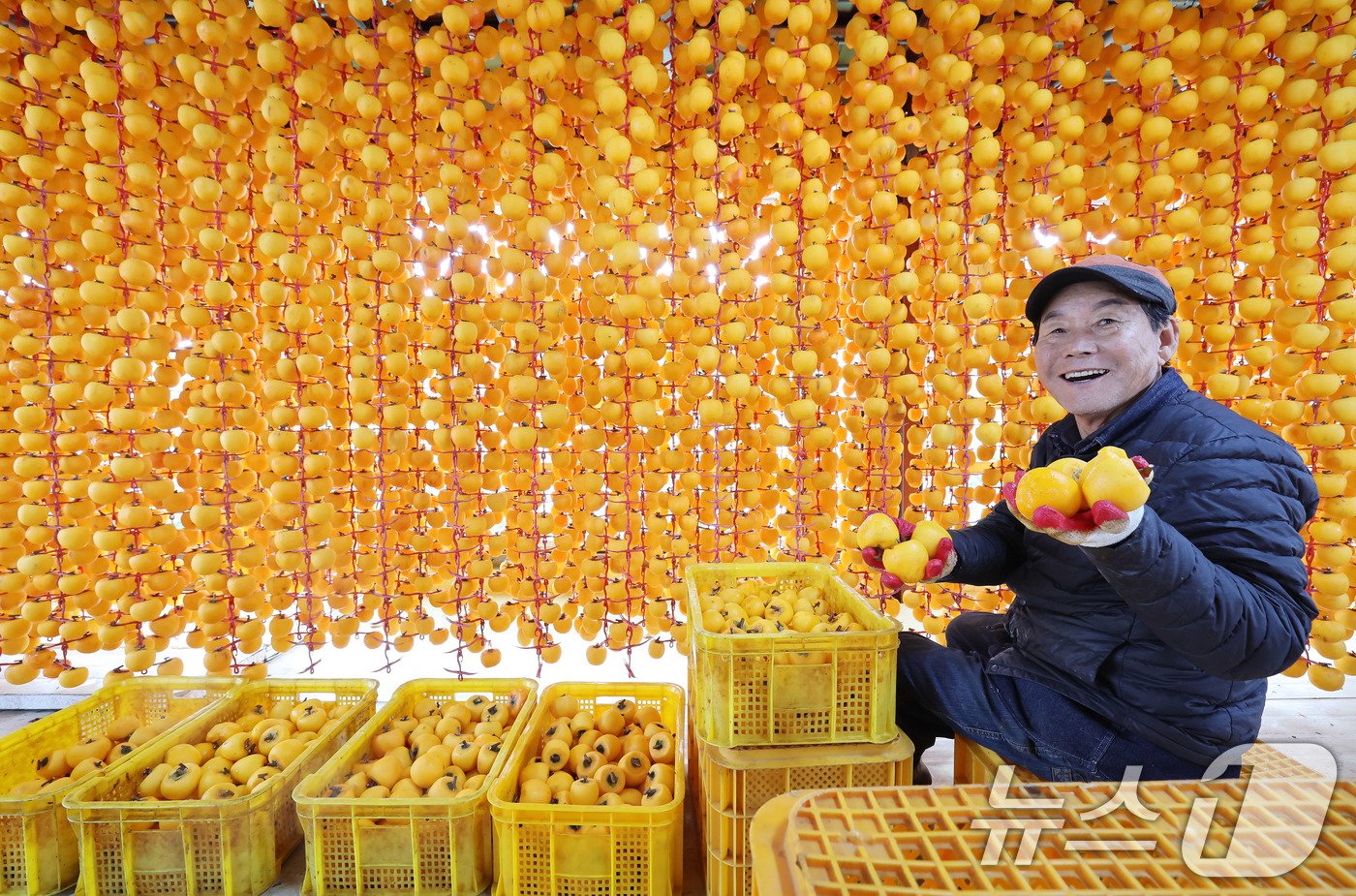 본문 이미지 - 29일 경남 함양군 서하면 봉전리 오현마을의 덕유농원 곶감 건조대에서 박규섭씨가 고종시 곶감을 손질하고 있다. 곶감 제조는 날씨가 서늘해지는 10월 중순부터 본격적으로 시작된다. 함양에서는 매년 12월 ‘지리산 함양 곶감’ 초매식이 열린다. &#40;함양군 김용만 제공&#41; 2024.10.29/뉴스1