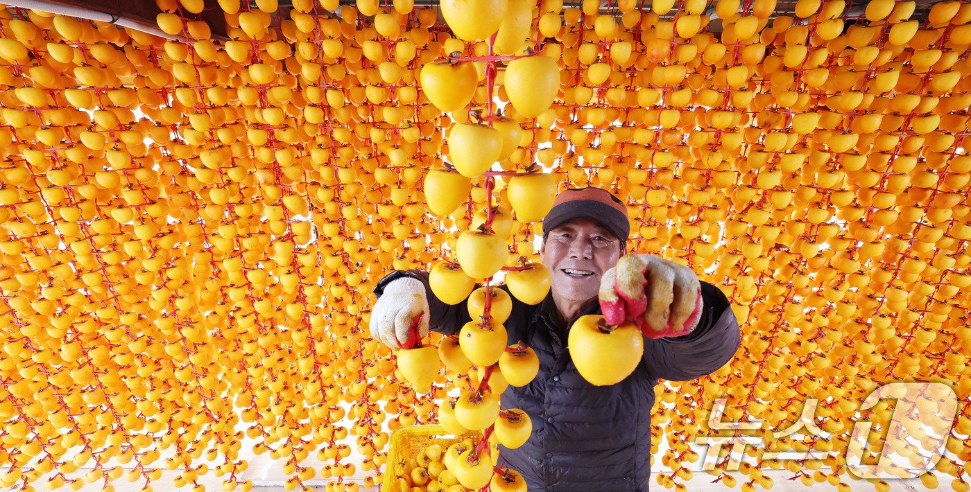 본문 이미지 - 29일 경남 함양군 서하면 봉전리 오현마을의 덕유농원 곶감 건조대에서 박규섭씨가 고종시 곶감을 손질하고 있다. 곶감 제조는 날씨가 서늘해지는 10월 중순부터 본격적으로 시작된다. 함양에서는 매년 12월 ‘지리산 함양 곶감’ 초매식이 열린다. &#40;함양군 김용만 제공&#41; 2024.10.29/뉴스1