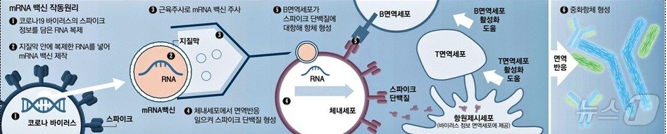 본문 이미지 - mRNA 백신의 작동원리. (질병청 제공)