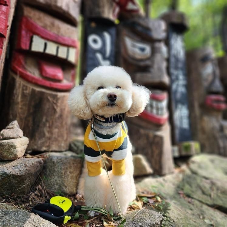 본문 이미지 - SFTS 완치 후 세레스토 목걸이를 하고 안심하고 등산과 산책을 하게 된 링크 (인스타그램 voca9000 제공) ⓒ 뉴스1