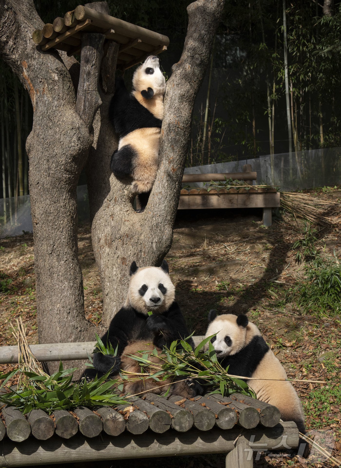 본문 이미지 - 에버랜드 판다 가족 야외 나들이 루이바오(나무 위), 아이바오(가운데), 후이바오(우) (삼성물산 제공)