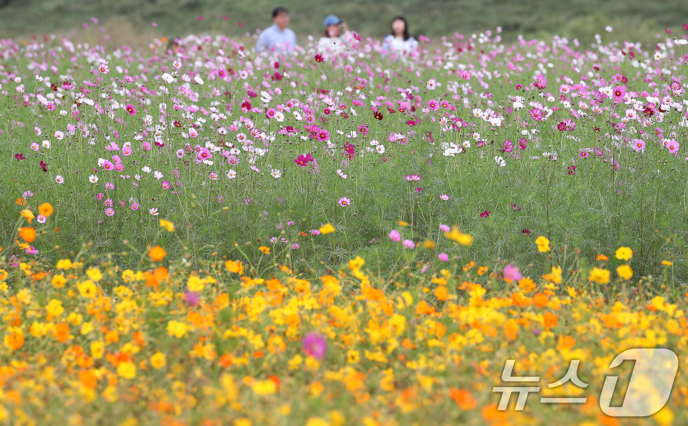 (경산=뉴스1) 공정식 기자 = 개천절인 3일 오후 징검다리 연휴를 맞아 경북 경산시 하양읍 대부잠수교 인근 코스모스단지를 찾은 시민들이 곱게 핀 코스모스 사이를 걸으며 완연한 가 …