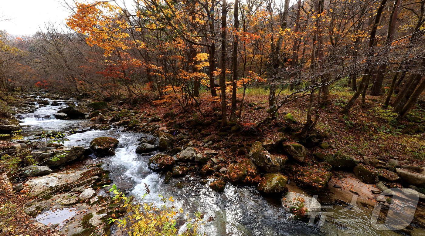 본문 이미지 - 지난 29일 오후 강원 인제군 기린면 방태산 이단폭포 일대가 울긋불긋한 단풍으로 물들면서 아름다운 가을 풍경을 연출하고 있다.(인제군 제공)2024.10.30/뉴스1 ⓒ News1 윤왕근 기자